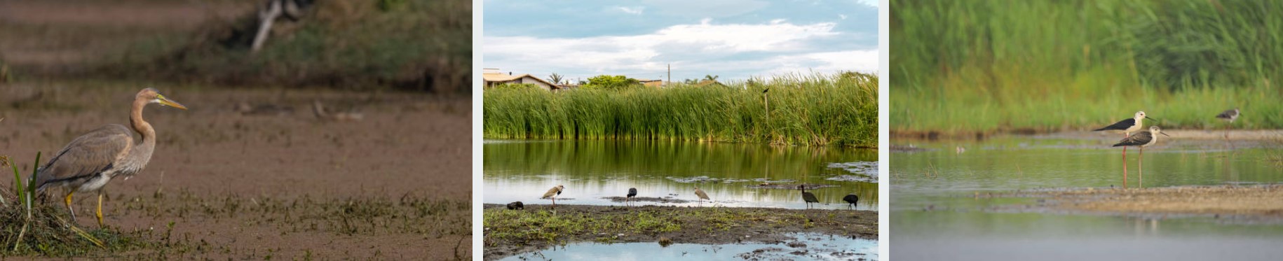 Birdwatchers on a boat in Mabamba Swamp, Uganda, searching for the elusive Shoebill Stork and other rare bird species.